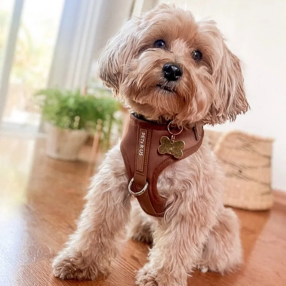 PETsRUS Premium No Pull Dog Harness 2 Leash Clip Bronze Leather Brown Neoprene